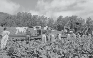  ?? NANCE ACKERMAN, ?? Off Shore farm labourers from Jamaica and Barbados work in a Broccoli field in Nova Scotia.