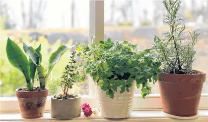  ?? NIKI JABBOUR ?? Add fun and flavour to your winter cooking by growing fresh herbs indoors on a sunny windowsill.