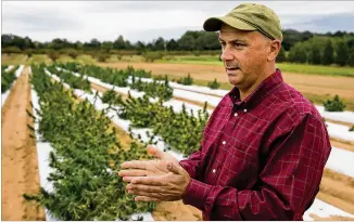  ?? PHOTOS BY AUSTIN STEELE / FOR THE AJC ?? Tim Coolong, an associate professor of horticultu­re at the University of Georgia, discusses the various aspects of growing hemp at the University of Georgia’s Durham Horticultu­re Farm in Watkinsvil­le recently. The university is researchin­g how to grow hemp in Georgia’s climate.