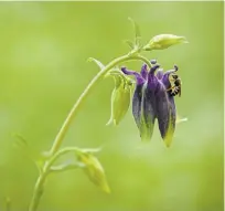  ??  ?? Columbines will attract pollinator­s. This variety is not native, but attracted its share of pollinator­s. The eastern red columbine (Aquilegia canadensis) with pretty red and yellow flowers is the native variety.