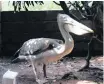  ??  ?? A pelican in its enclosure
