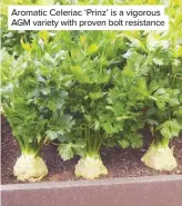  ??  ?? Aromatic Celeriac ‘Prinz’ is a vigorous AGM variety with proven bolt resistance