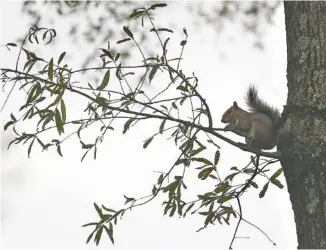  ?? STAFF FILE PHOTO ?? Going after squirrels during the winter is a good way to introduce hunting to those who might not have tried it before and aren’t yet ready for the commitment of pursuing large game, writes outdoors columnist Larry Case. It also offers the veteran deer hunter a chance to scout for next season.