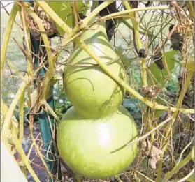  ?? ELLEN NIBALI PHOTO ?? Harvest birdhouse gourds in the fall when the skin hardens and the stem turns brown.