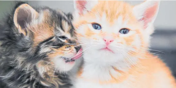  ?? Photo / Warren Buckland ?? Two of the six kittens rescued from a van destined for the crusher Napier SPCA.