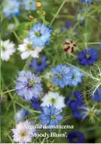  ??  ?? Nigella damascena ‘Moody Blues’.