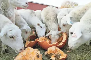  ?? ?? Sheep at Harrison Farm enjoy a bounty of pumpkins.