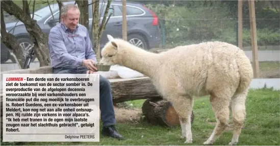  ?? FOTO KAREL HEMERIJCKX ?? Robert ruilde zijn varkens in voor alpaca’s. “De juiste beslissing, want ik ben nu veel gelukkiger.”