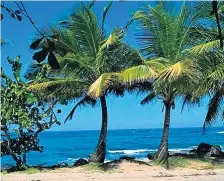  ?? ?? Las palmeras pueden ser una opción de adorno en una casa en la playa.