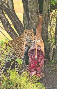  ??  ?? (Left to right) An African leopard guarding its kill