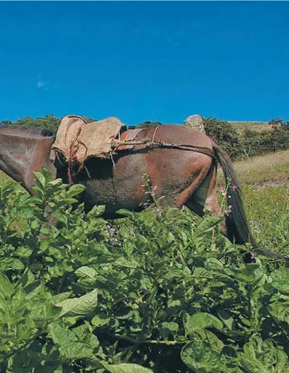  ?? Archivo ?? A la fecha, la Agencia Nacional de Tierras reporta cerca de 1’200.000 hectáreas ingresadas al Fondo de Tierras./