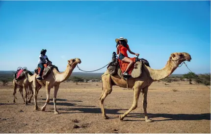 ?? ﬃKENYA TOURISM BOARDﬀ ?? Camels serve as a way of transporta­tion for tourists in Kenya
