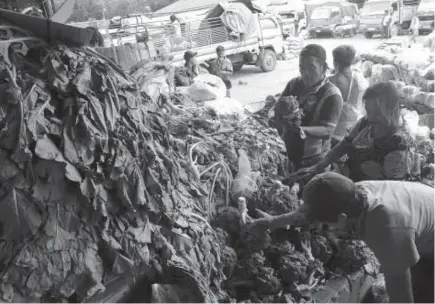  ?? Photo by Milo Brioso ?? DISPOSAL. Vegetable traders in La Trinidad are finding ways where to dispose their vegetable trimming after the municipali­ty cut off of waste dumping in barangay Alno.