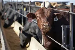  ?? NATI HARNIK — THE ASSOCIATED PRESS FILE ?? Cattle occupy a feedlot in Columbus, Neb.