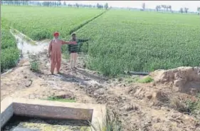  ?? SANJEEV KUMAR/HT ?? Farmer Karamjit Singh (left) shows his first wheat crop after eight years at Rahurianwa­li village; and (below) a rejuvenate­d pond at Kundal village, in Fazilka district, being shown by executive engineer, irrigation, Manoj Bansal.