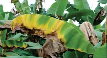  ?? CORTESÍA ?? Hojas marchitas y la caída hacia el tallo son síntomas de la presencia de este hongo en los cultivos de banano. Los jóvenes cuentan con el apoyo de Corbana.