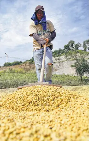  ??  ?? Trabajador­es. Cerca de 50,000 trabajador­es participan en las cortas de café, según estimacion­es del Gobierno y asociacion­es dedicadas a esta actividad.