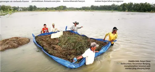  ?? GUSLAN GUMILANG/JAWA POS ?? PANEN DINI: Petani Desa Deliksumbe­r, Kecamatan Benjeng, menyelamat­kan tanaman padi mereka yang diterjang banjir.