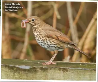  ?? ?? Song Thrush, enjoying a juicy earthworm