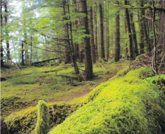  ?? PHOTOS: GETTY IMAGES ?? The rainforest in Haida Gwaii is all shades of green. Haida Gwaii is a place that is home to so many contrasts — in both its nature and its history — from land to sea.