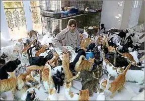  ??  ?? A Oman, une femme à la retraite possède 480 chats et 12 chiens.