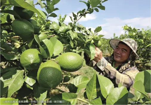  ?? 蘇義傑攝 ?? 台灣掀起農業復興運動，各縣市的農業政績，備受矚目。