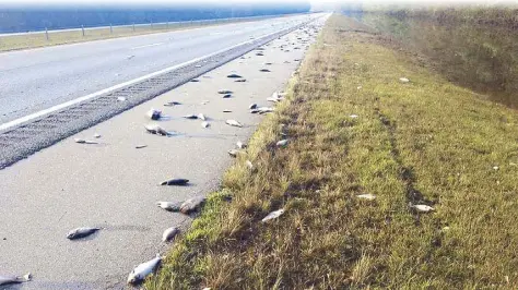  ?? AP ?? Photo shows fish left on Interstate 40 in Pender County in eastern North Carolina after floodwater­s receded on Saturday. Thousands of coastal residents remained on edge on Sunday, told they may need to leave their homes because rivers are still rising more than a week after Hurricane Florence slammed into the Carolinas.