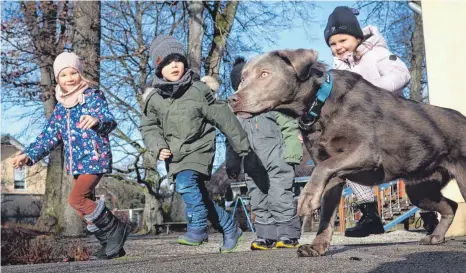  ?? FOTO: KARL-JOSEF HILDENBRAN­D/DPA ?? Der zweijährig­e Labrador-Rüde Rocky ist im städtische­n Heinrich-Galm-Kindergart­en in Memmingen als Kita-Hund tätig.