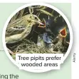  ??  ?? Tree pipits prefer wooded areas