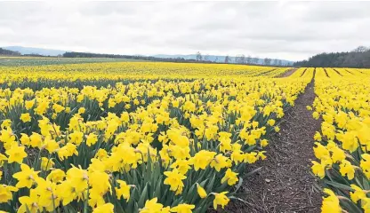  ??  ?? Grampian Growers has lost around a million bunches of daffodils since picking halted last week.