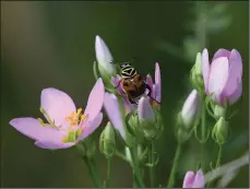  ?? (Courtesy photo/Terry Stanfill) ?? A beetle scoots along Rose Pink wildflower­s in July 2020 at the Eagle Watch Nature Trail at Swepco Lake one mile west of Gentry on Arkansas 12.