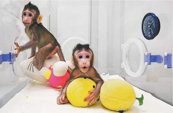  ?? AFP ?? Los macacos de cola larga idénticos llamados Zhong Zhong y Hua Hua.