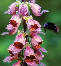  ?? ?? INSPIRING: A pastel-hued sea of mixed foxgloves, top, and – above – a bee visiting the distinctiv­e blooms of Digitalis ferruginea