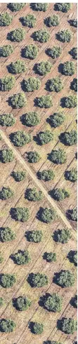  ?? FOTO: D. REITER/DPA ?? Auch diese Olivenbäum­e in Süditalien betrifft die Reform.