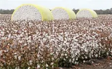  ??  ?? Cotton picked on Cubbie Station.