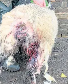  ??  ?? The sheep was badly injured in the attack near Falkland.