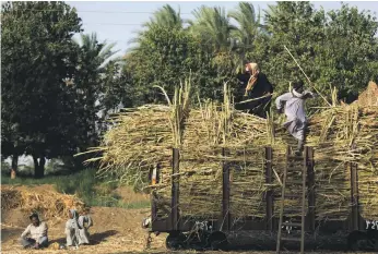  ?? AP ?? Villagers load sugar cane on a rail car in Abu Al Nasr, about 770 kilometres south of Cairo. Cane sugar is a water-intensive crop that the government is trying to limit, which pushes prices up