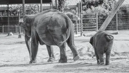  ?? Steve Gonzales / Staff photograph­er ?? Joy follows her mother, Shanti, at the Houston Zoo. Joy, who is 1, and her baby sister, Tilly, are a source of pride for the zoo.