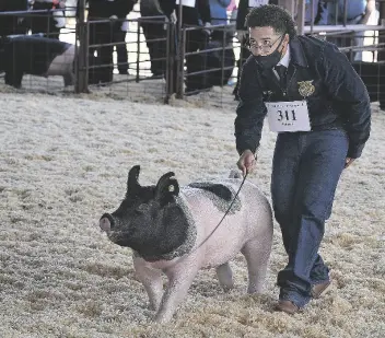  ?? BuY TheSe PhOTOS aT YumaSun.cOm PhOTOS BY randY hOeFT/YUMA SUN ?? CHASE KORETZ, WITH THE CIBOLA HIGH SCHOOL FFA, keeps an eye on judge Brennan North while his pig appears to be smiling for the judge as they compete in the Swine Showmanshi­p, Class 1, FFA event Tuesday morning inside the Yuma County Fairground­s auction ring. Koretz, 16, would earn grand champion honors.