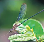  ?? ?? Sting in the tail: the fig wasps ‘shoved into a pot’ by Benedict turned out to be specimens new to science