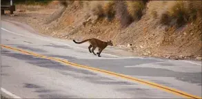  ?? National Parks Service via Associated Press ?? Mountain lion P-23 crosses a road in the Santa Monica Mountains National Recreation Area on July 10, 2013.