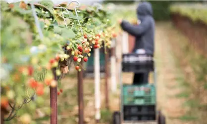  ?? Photograph: Bloomberg/Getty Images ?? ‘If we design a system where farmworker­s are treated with respect, dignity and fairness, then we should ensure that it endures beyond the crisis.’