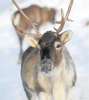  ??  ?? The Smiths run around 150 reindeer at their Glenlivet base.