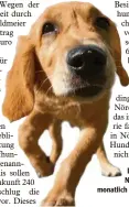  ?? Foto: Matthias Becker ?? Die Hundesteue­r in Nördlingen soll künftig monatlich abgerechne­t werden.