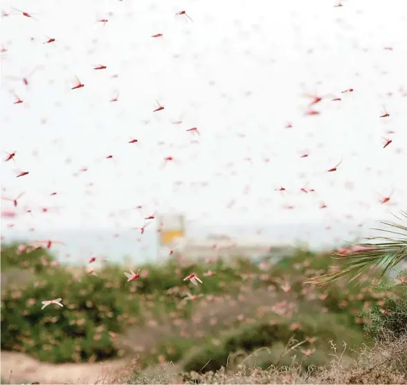  ?? ?? Hay insectos como las garrapatas que han aumentado su presencia hasta un 300%