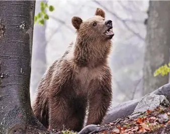  ?? Foto: dpa ?? In den vergangene­n Wochen wurden in der Slowakei mehrere Menschen bei unfreiwill­igen Begegnunge­n mit Braunbären verletzt.