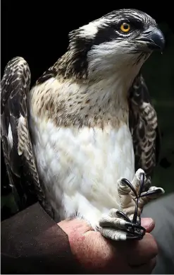  ??  ?? Common practice: Ospreys have been ringed for years