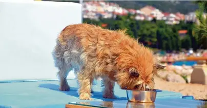  ?? Foto: TVB Crikvenica ?? Ferien auch für die pelzigen Familienmi­tglieder: Im kroatische­n Crikvenica fühlen sich in „Monty‘s Dog Beach and Bar“Hunde pudelwohl. Nur ein Beispiel von vielen für hundefreun­dliche Angebote in Kroatien.