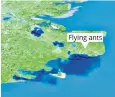  ??  ?? Met Office supercompu­ters thought swarms of flying ants were rain