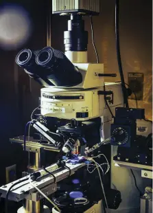  ??  ?? This digital microscope at NYU can measure the activity of a single brain
cell, helping researcher­s zero in on the effects of different hormones.